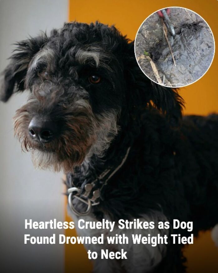 These 31 Rescue Animal Stories Will Hit Your Heartstrings and Brighten Your Day
