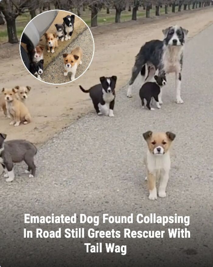 These 31 Rescue Animal Stories Will Hit Your Heartstrings and Brighten Your Day