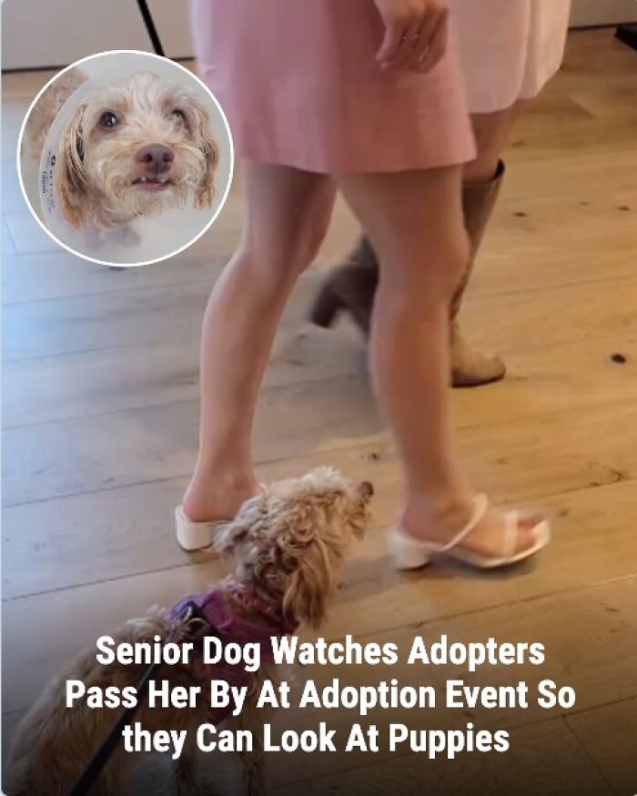 These 31 Rescue Animal Stories Will Hit Your Heartstrings and Brighten Your Day