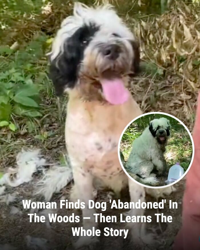 These 31 Rescue Animal Stories Will Hit Your Heartstrings and Brighten Your Day