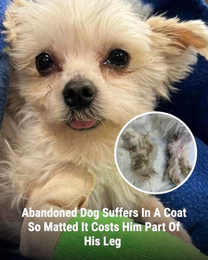 These 31 Rescue Animal Stories Will Hit Your Heartstrings and Brighten Your Day
