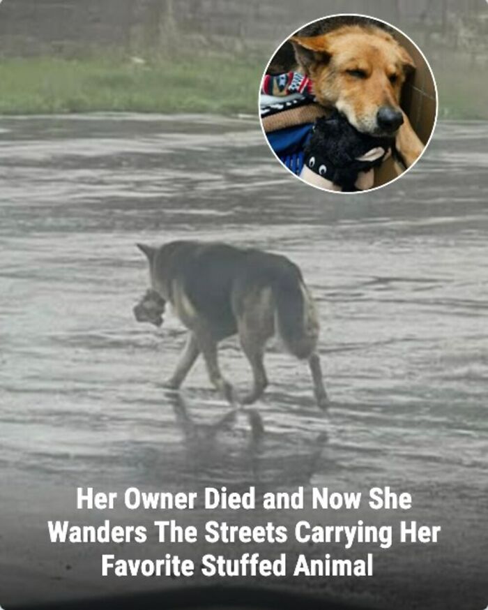 These 31 Rescue Animal Stories Will Hit Your Heartstrings and Brighten Your Day