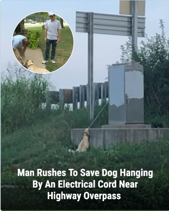 These 31 Rescue Animal Stories Will Hit Your Heartstrings and Brighten Your Day