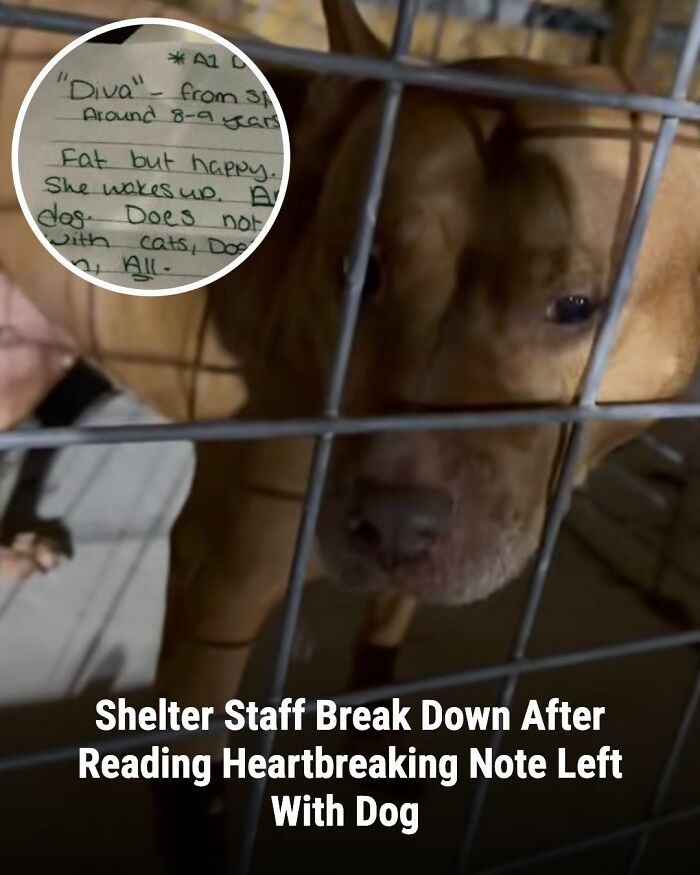These 31 Rescue Animal Stories Will Hit Your Heartstrings and Brighten Your Day