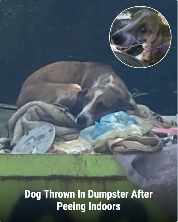 These 31 Rescue Animal Stories Will Hit Your Heartstrings and Brighten Your Day