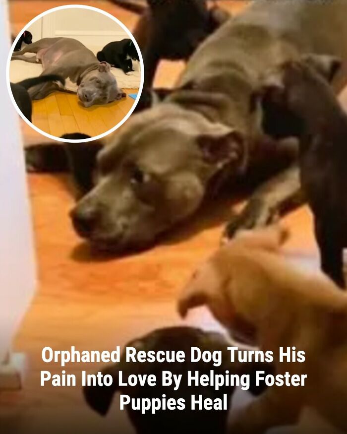 These 31 Rescue Animal Stories Will Hit Your Heartstrings and Brighten Your Day