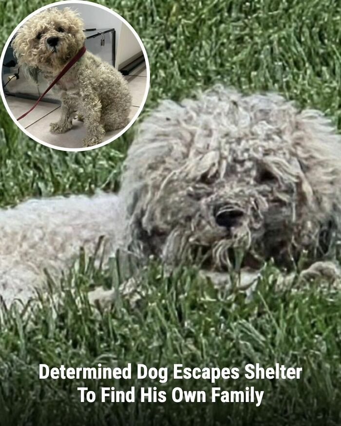 These 31 Rescue Animal Stories Will Hit Your Heartstrings and Brighten Your Day