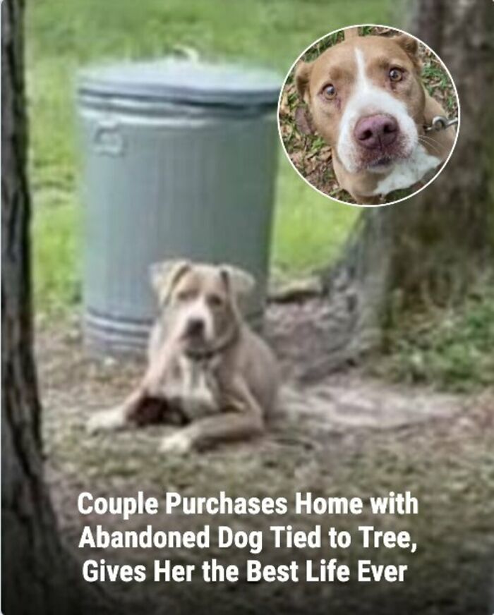 These 31 Rescue Animal Stories Will Hit Your Heartstrings and Brighten Your Day