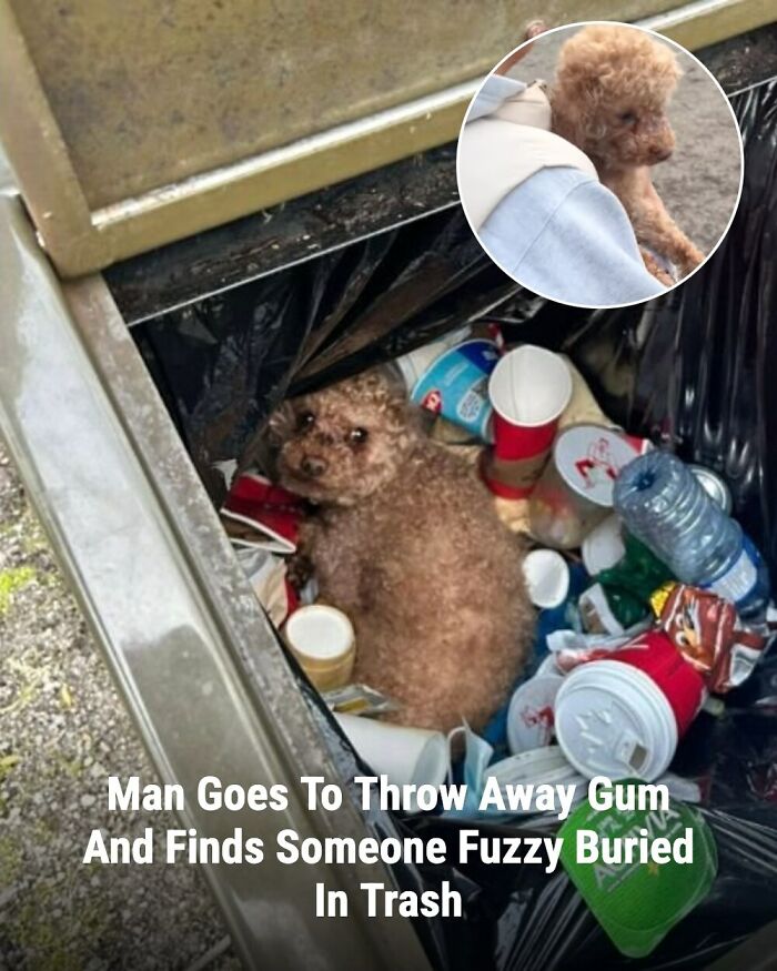 These 31 Rescue Animal Stories Will Hit Your Heartstrings and Brighten Your Day