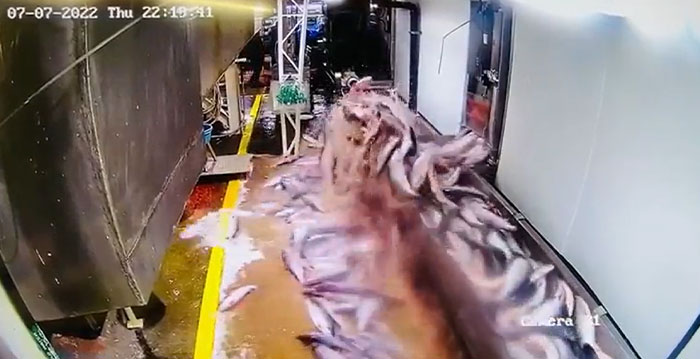 Salmon Cannery Job Training: An Epic Fail Story
