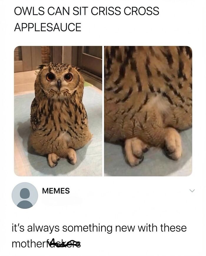 This Instagram Page With 6 Million Followers Is Basically Meme Heaven