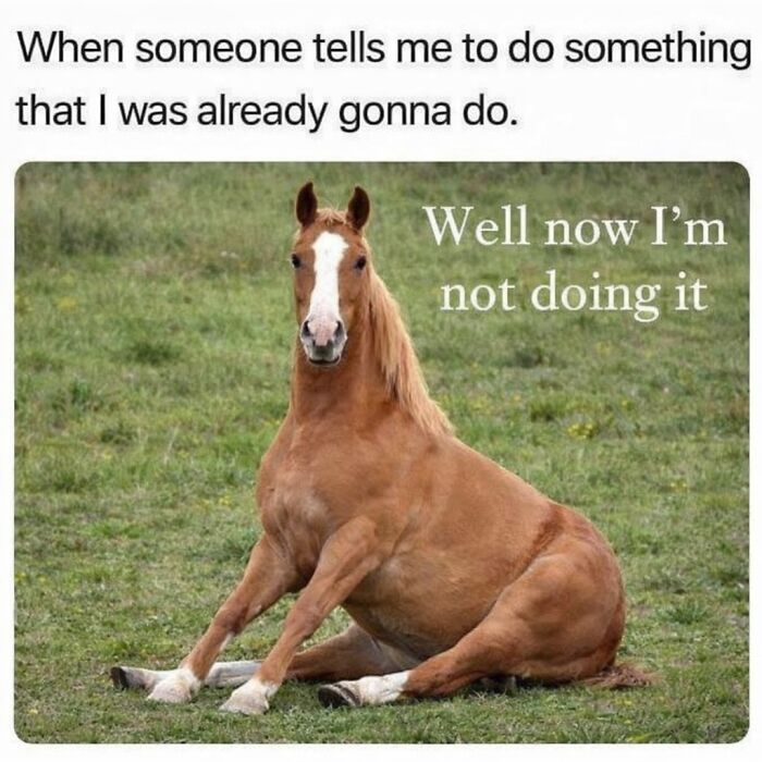This Instagram Page With 6 Million Followers Is Basically Meme Heaven