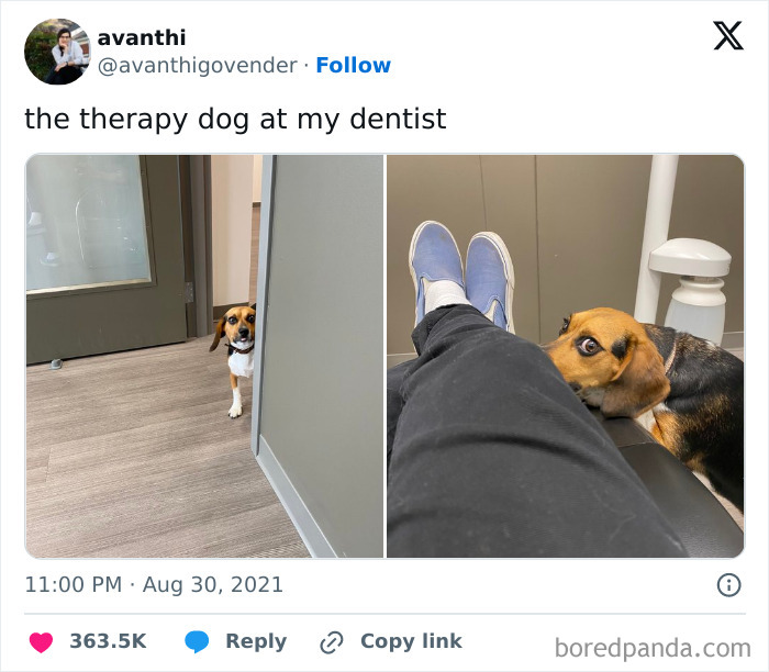 A Pupper That's Basically A Therapist