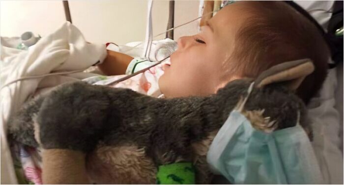 The Cutest Wolf Surgery Ever