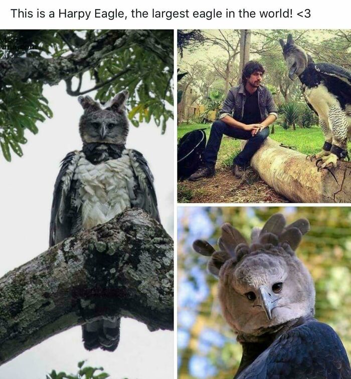 You’ve Gotta Bow Down to the Epic Harpy Eagle