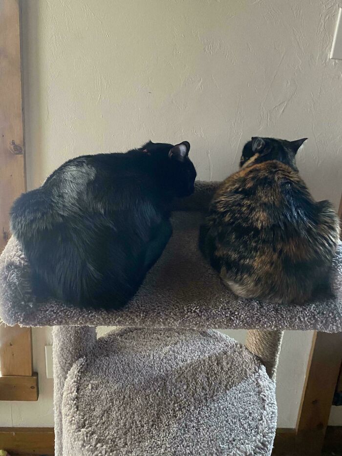 My Cats Went Full Mystery Mode During the Eclipse—Staring at the Wall, Silent as Ninjas