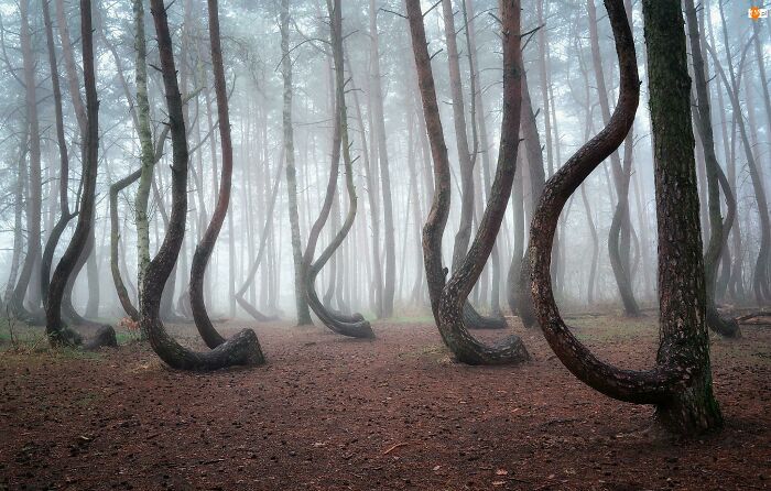 Crooked Forest in Poland: Trees That Took a Serious Twist