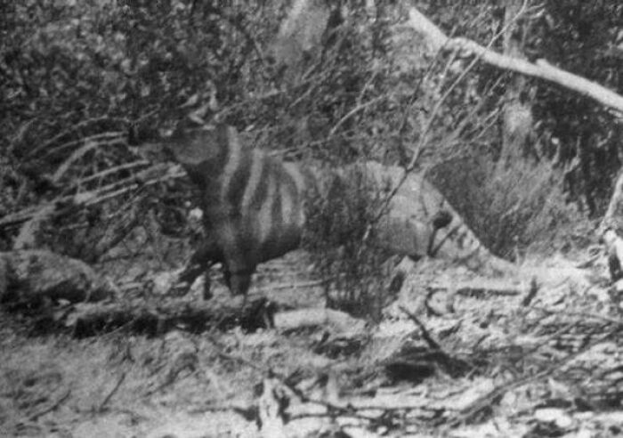 1964 Photo Allegedly Shows a Living Tasmanian Tiger—Not Your Average Wildlife Pic