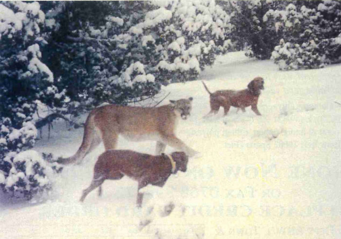 Surprise! Eastern Cougars Still Roaming Maine—Photographed in ’93