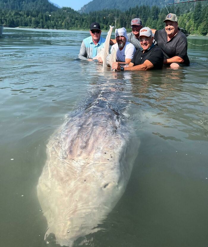 Record-Breaking 11.5-Foot Sturgeon Caught—Possible Lake Monster?