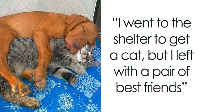 Need a Smile? These 89 Wholesome Memes Will Totally Boost Your Mood