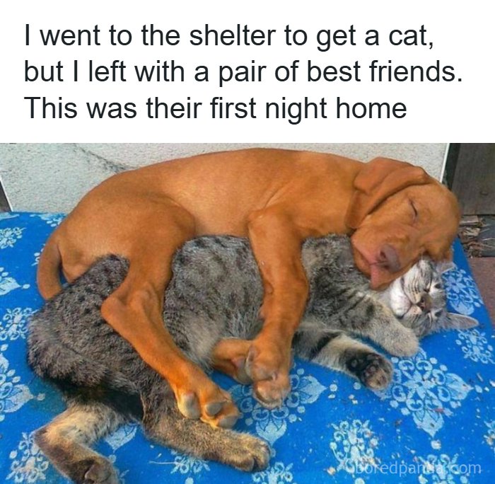 Need a Smile? These 89 Wholesome Memes Will Totally Boost Your Mood