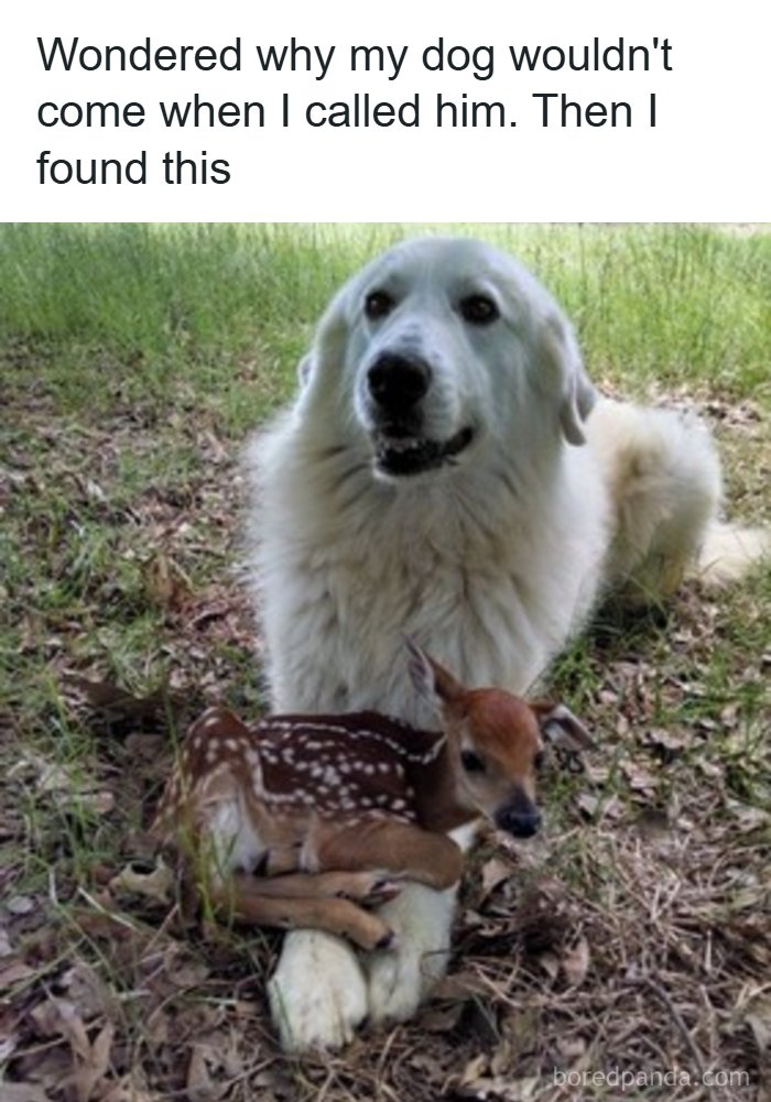 Need a Smile? These 89 Wholesome Memes Will Totally Boost Your Mood