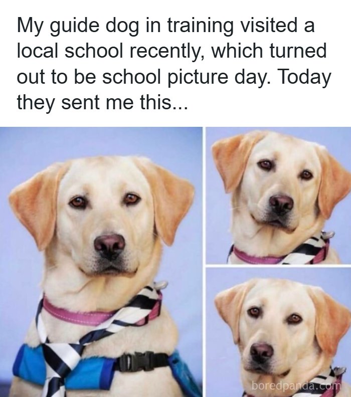 Need a Smile? These 89 Wholesome Memes Will Totally Boost Your Mood