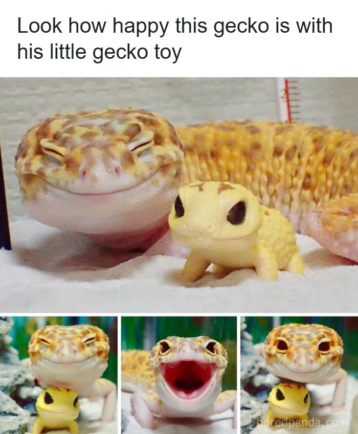 Need a Smile? These 89 Wholesome Memes Will Totally Boost Your Mood