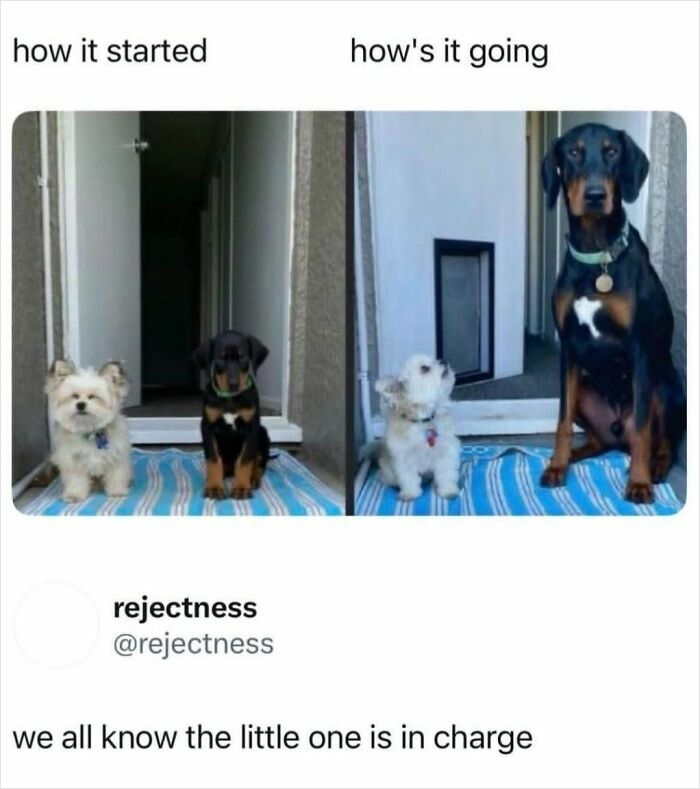 Need a Smile? These 89 Wholesome Memes Will Totally Boost Your Mood