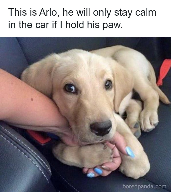 Need a Smile? These 89 Wholesome Memes Will Totally Boost Your Mood