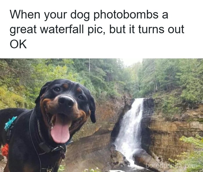 Need a Smile? These 89 Wholesome Memes Will Totally Boost Your Mood