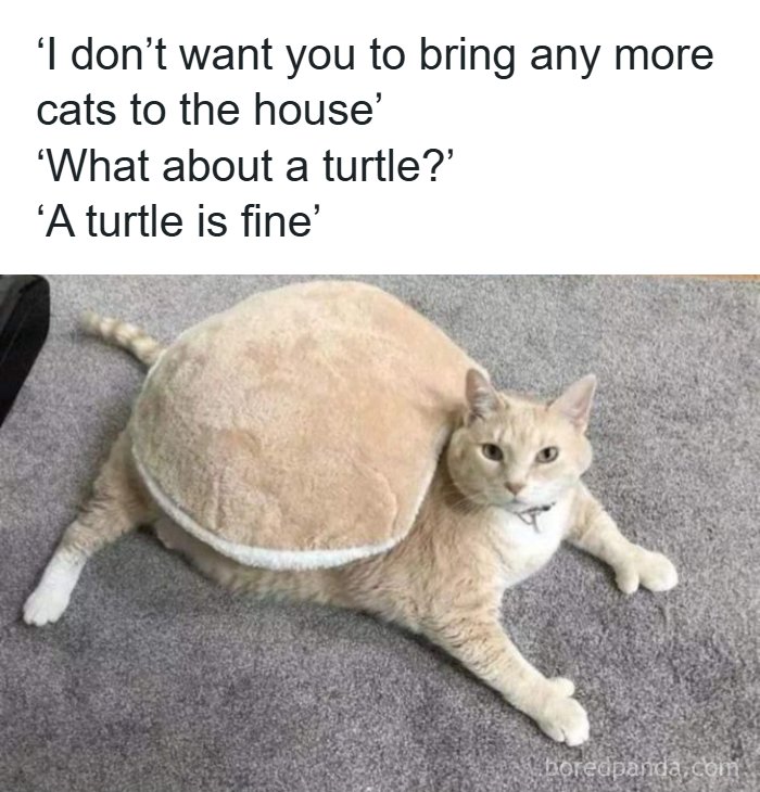 Need a Smile? These 89 Wholesome Memes Will Totally Boost Your Mood