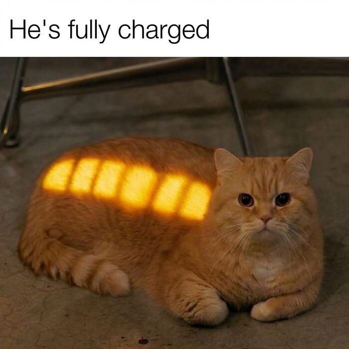 Need a Smile? These 89 Wholesome Memes Will Totally Boost Your Mood