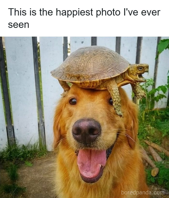 Need a Smile? These 89 Wholesome Memes Will Totally Boost Your Mood