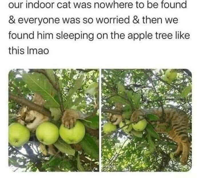 Need a Smile? These 89 Wholesome Memes Will Totally Boost Your Mood