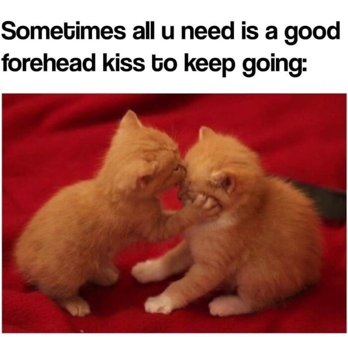 Need a Smile? These 89 Wholesome Memes Will Totally Boost Your Mood