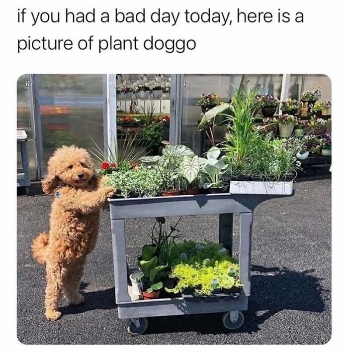 Need a Smile? These 89 Wholesome Memes Will Totally Boost Your Mood