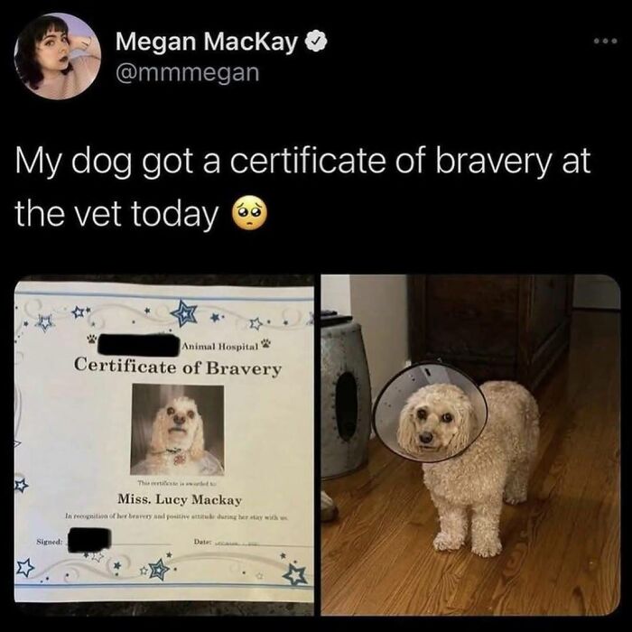 Need a Smile? These 89 Wholesome Memes Will Totally Boost Your Mood