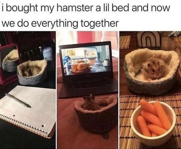 Need a Smile? These 89 Wholesome Memes Will Totally Boost Your Mood