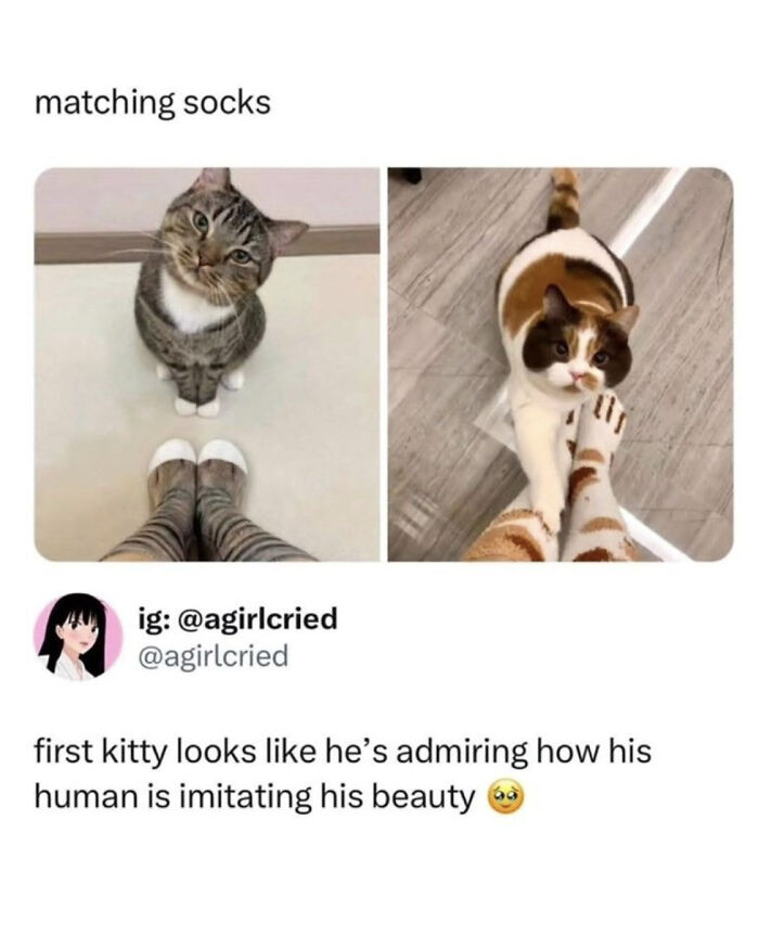 Need a Smile? These 89 Wholesome Memes Will Totally Boost Your Mood