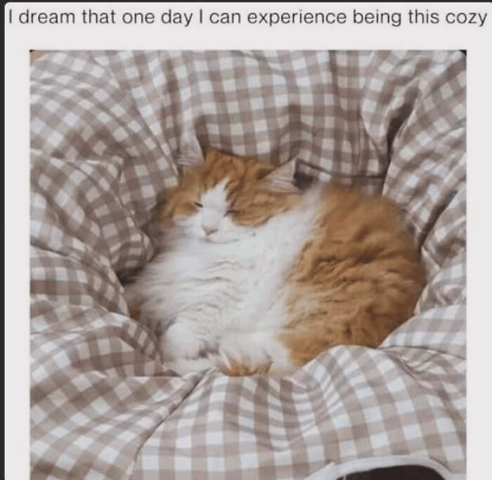 Need a Smile? These 89 Wholesome Memes Will Totally Boost Your Mood