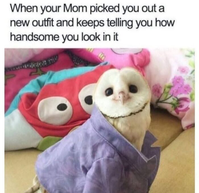 Need a Smile? These 89 Wholesome Memes Will Totally Boost Your Mood