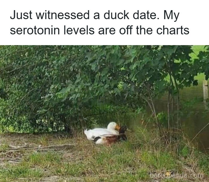 Need a Smile? These 89 Wholesome Memes Will Totally Boost Your Mood