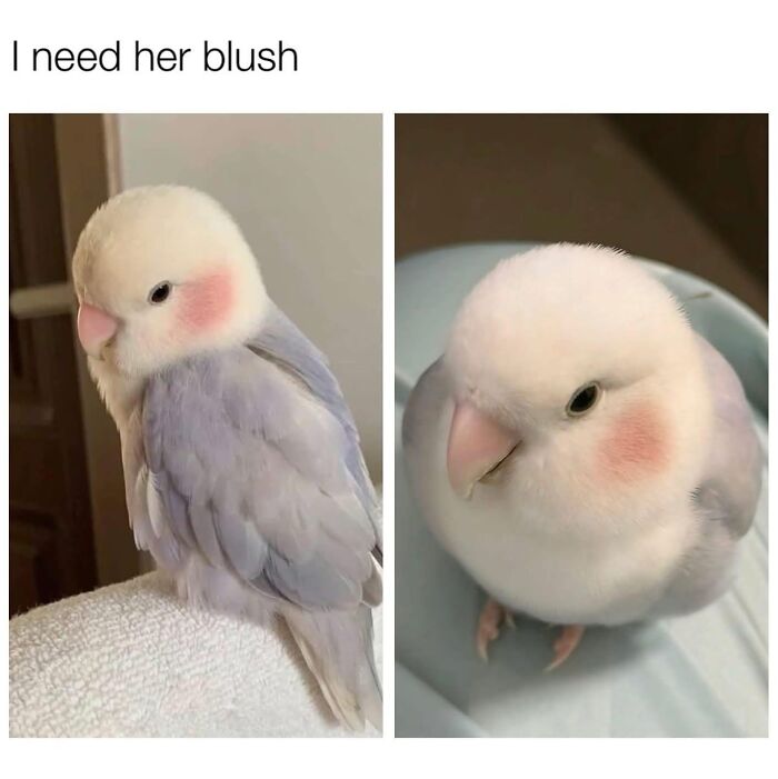 Need a Smile? These 89 Wholesome Memes Will Totally Boost Your Mood