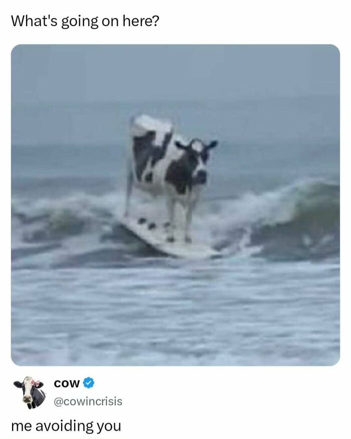 These Memes Are Basically Therapy (But Funnier)