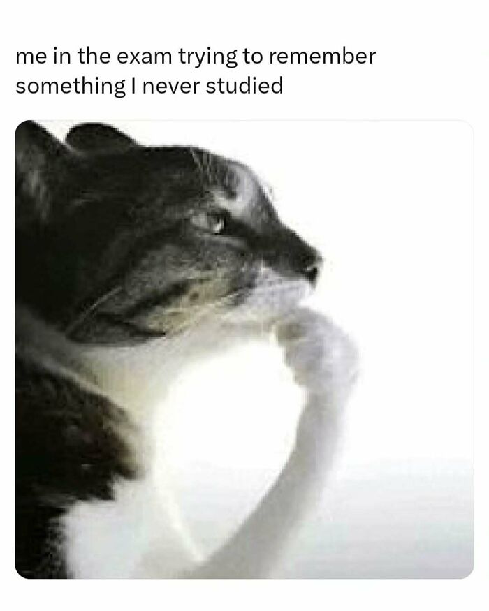 These Memes Are Basically Therapy (But Funnier)