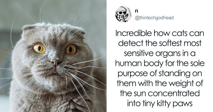 Wait, These 55 Cat Tweets Nailed It So Hard It Hurts (In a Good Way)