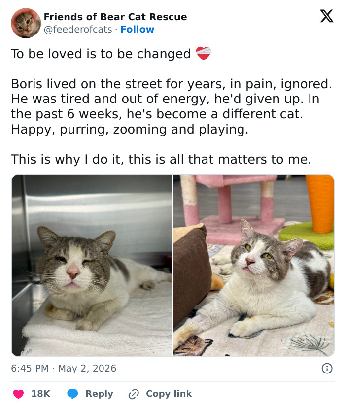 Wait, These 55 Cat Tweets Nailed It So Hard It Hurts (In a Good Way)