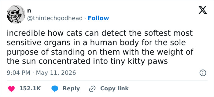Wait, These 55 Cat Tweets Nailed It So Hard It Hurts (In a Good Way)